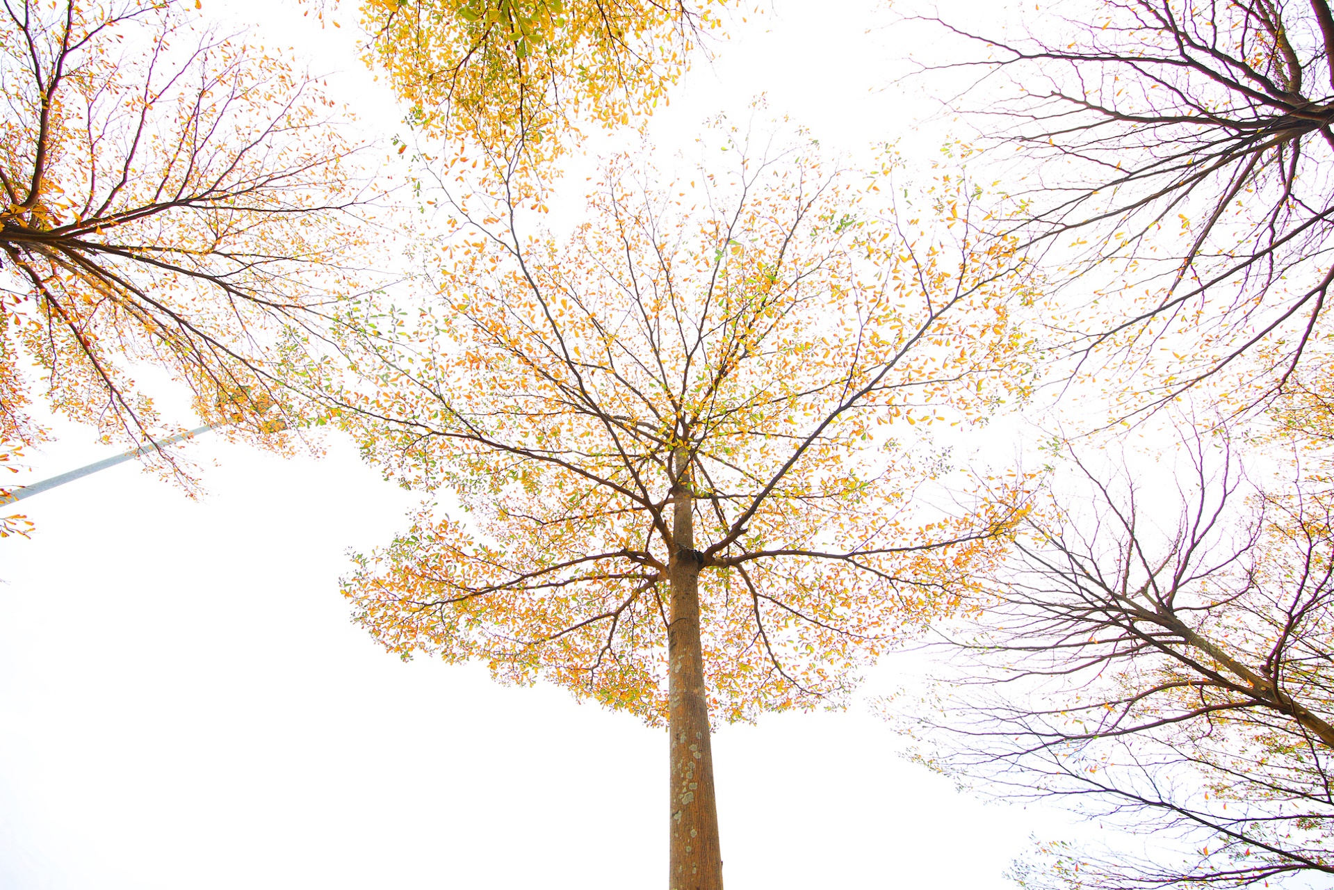 Cây ảnh 22 Cay anh 22