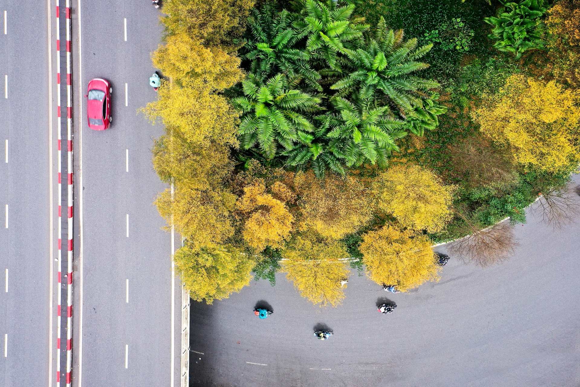 Cây ảnh 23 Cay anh 23