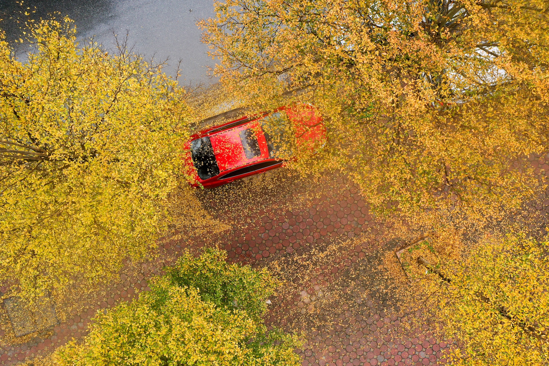 Cây ảnh 24 Cay anh 24