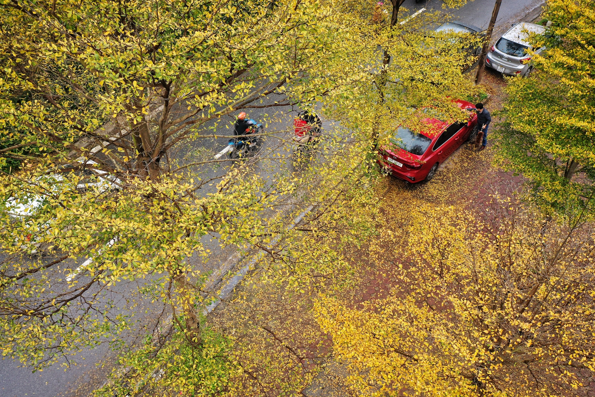 Cây ảnh 7 Cay anh 7