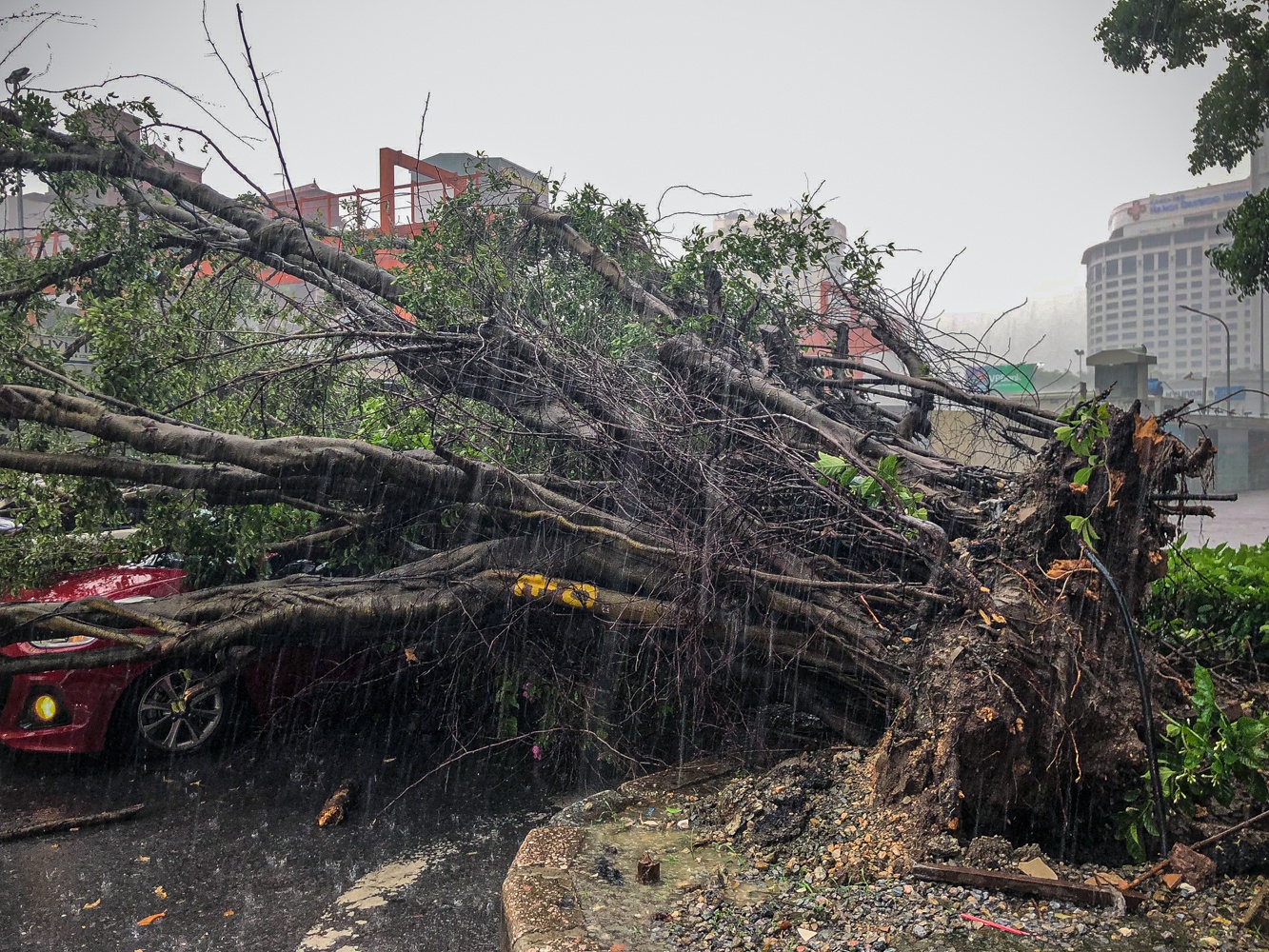 Cay do de bep oto anh 4