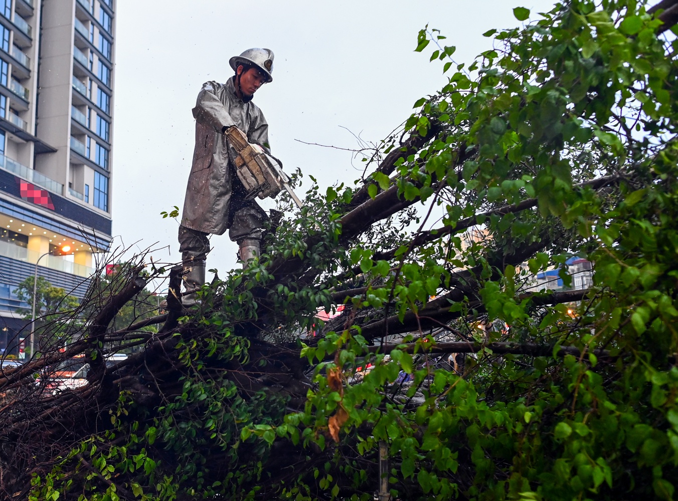 Cay do de bep oto anh 5