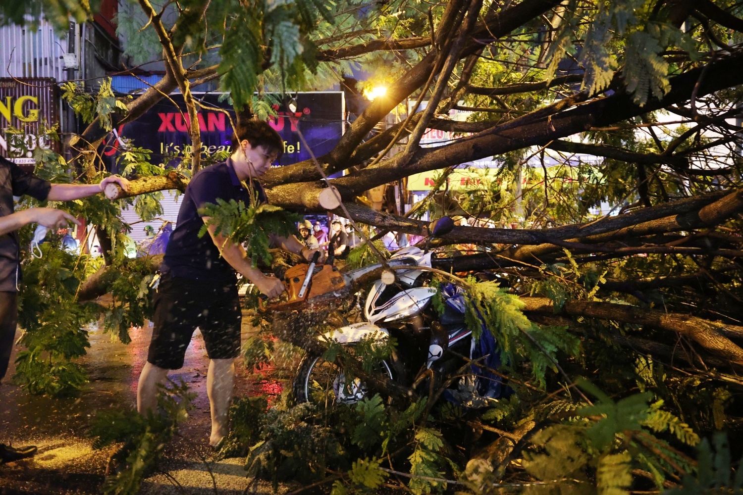 Cay do de bep oto anh 9