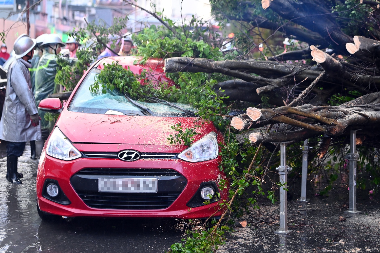 Cay do de bep oto trong mua lon o Ha Noi hinh anh