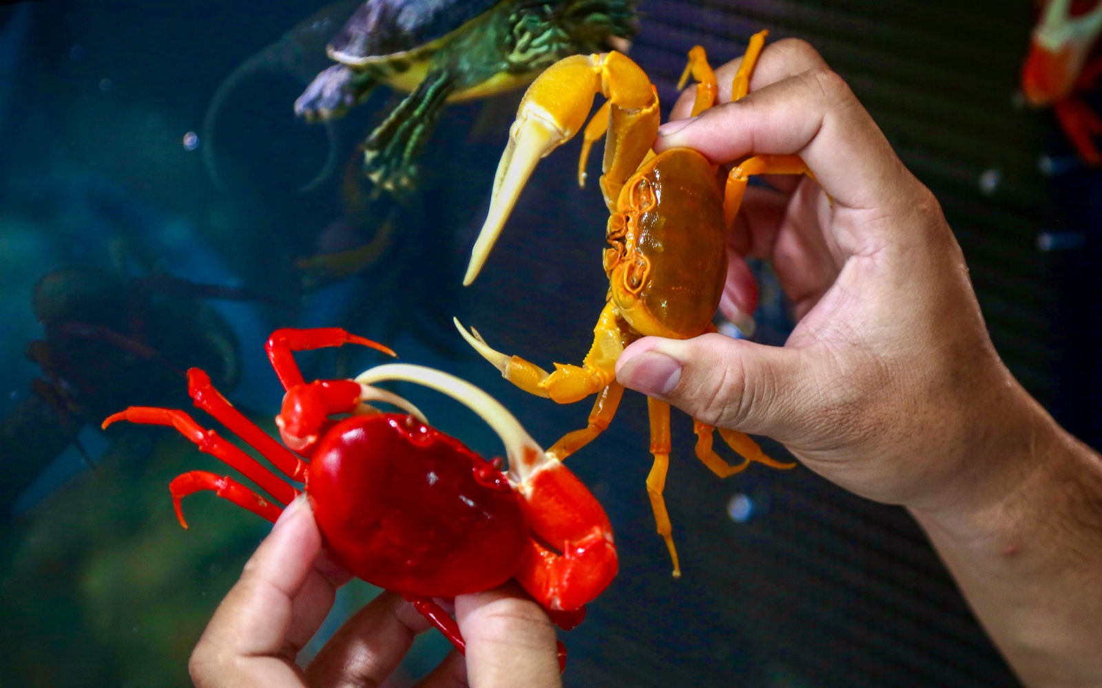 Kiem tram trieu nho nuoi cua nhieu mau anh 10