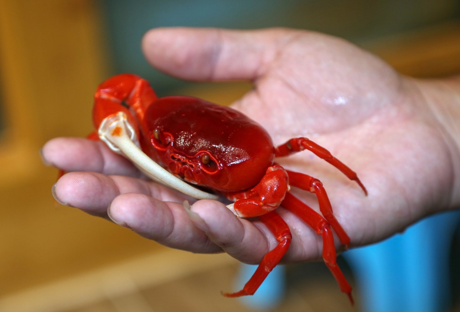 Kiem tram trieu nho nuoi cua nhieu mau anh 4