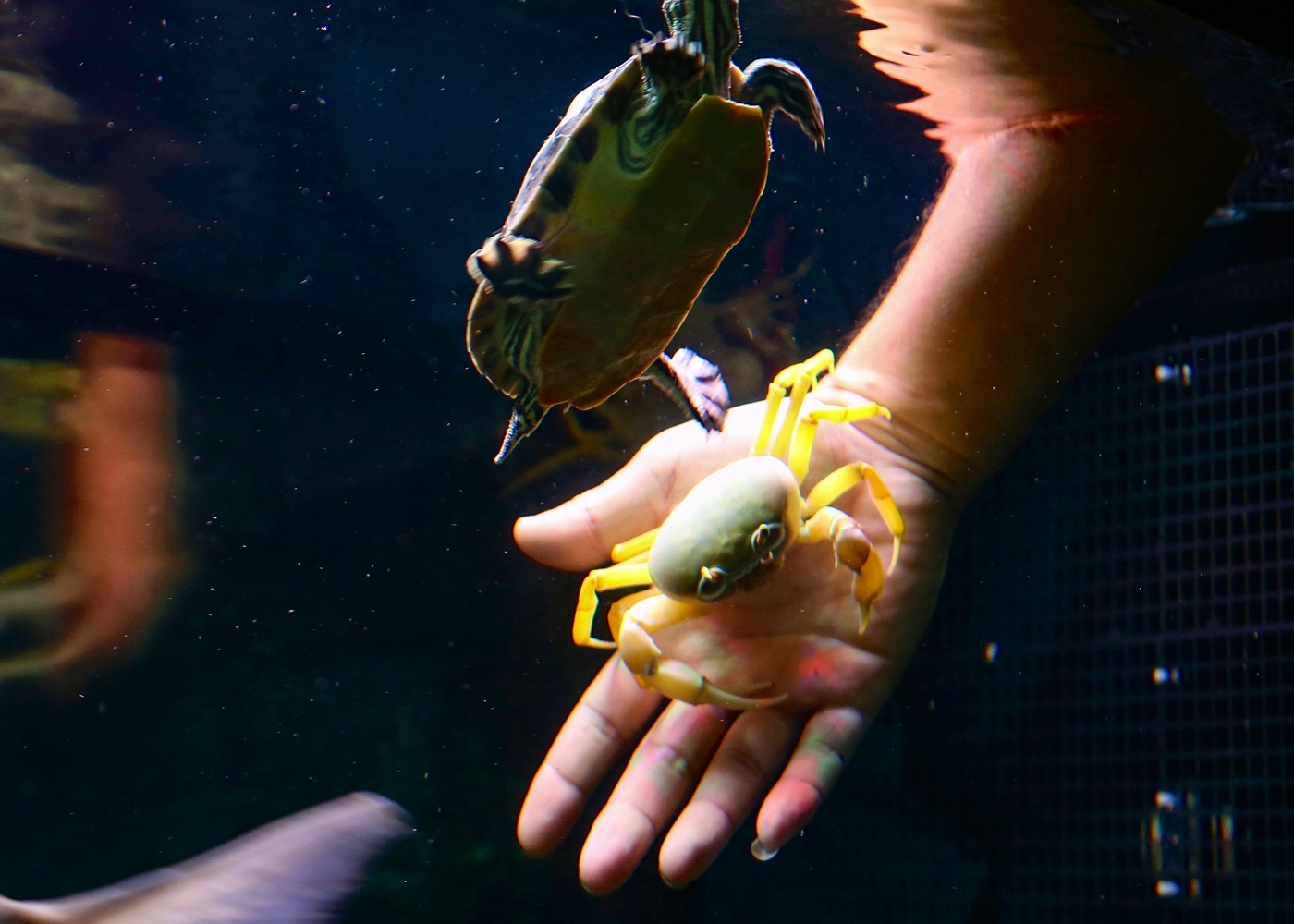 Kiem tram trieu nho nuoi cua nhieu mau anh 6