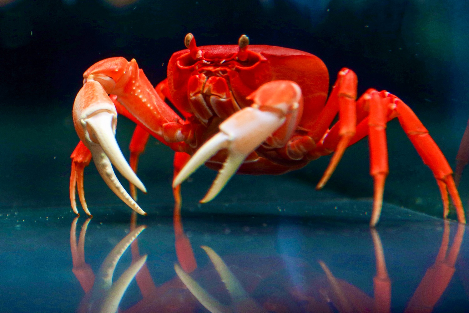 Kiem tram trieu nho nuoi cua nhieu mau anh 9