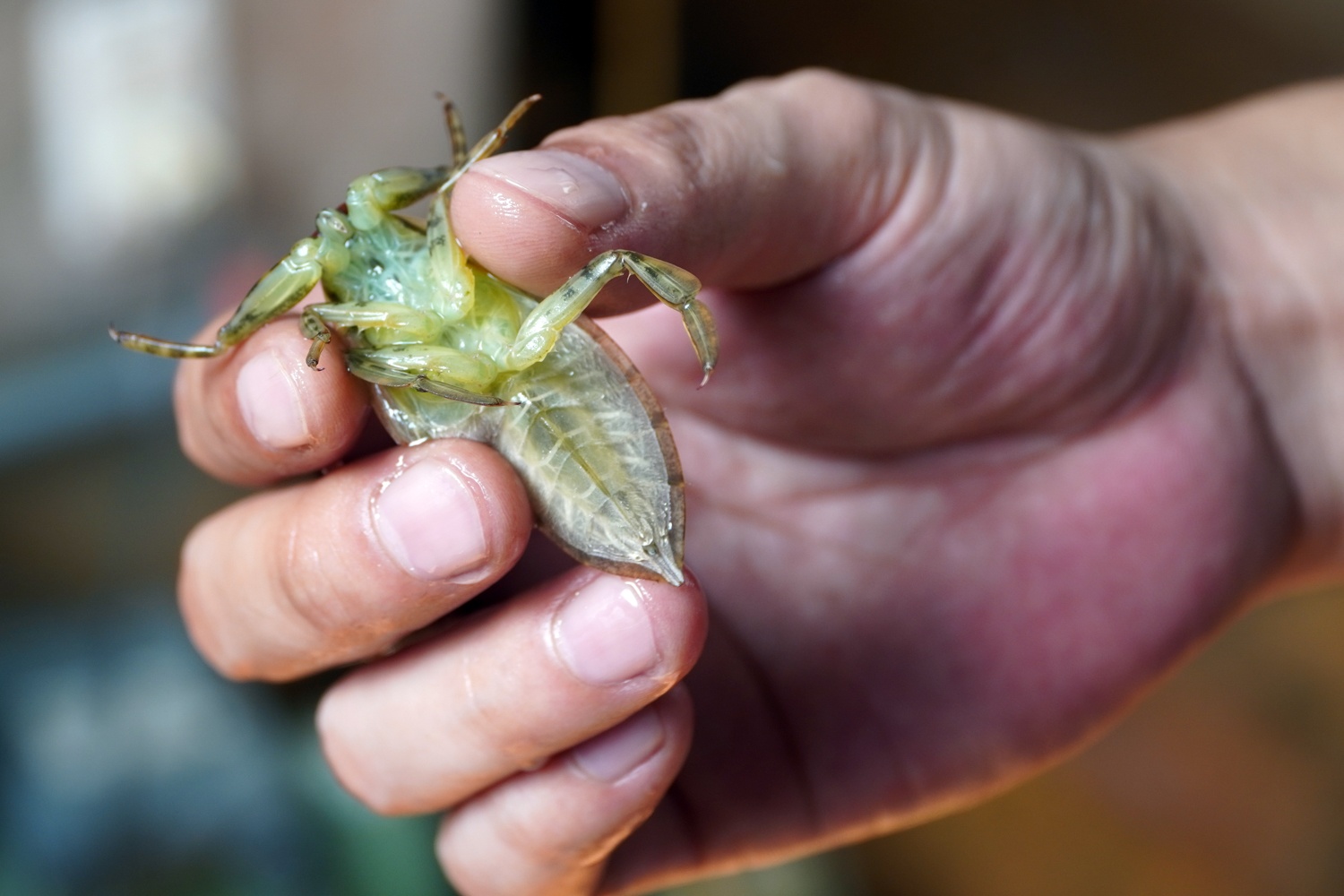 Kiem hang tram trieu nho nuoi ca cuong anh 3