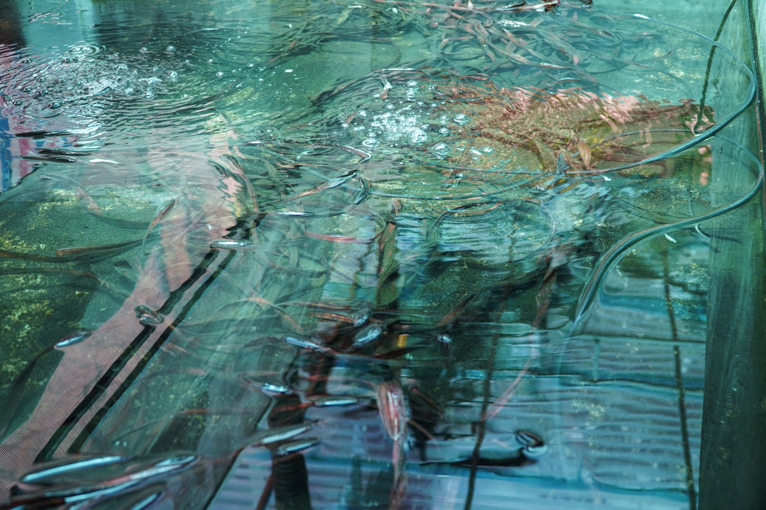 Kiem hang tram trieu nho nuoi ca cuong anh 5