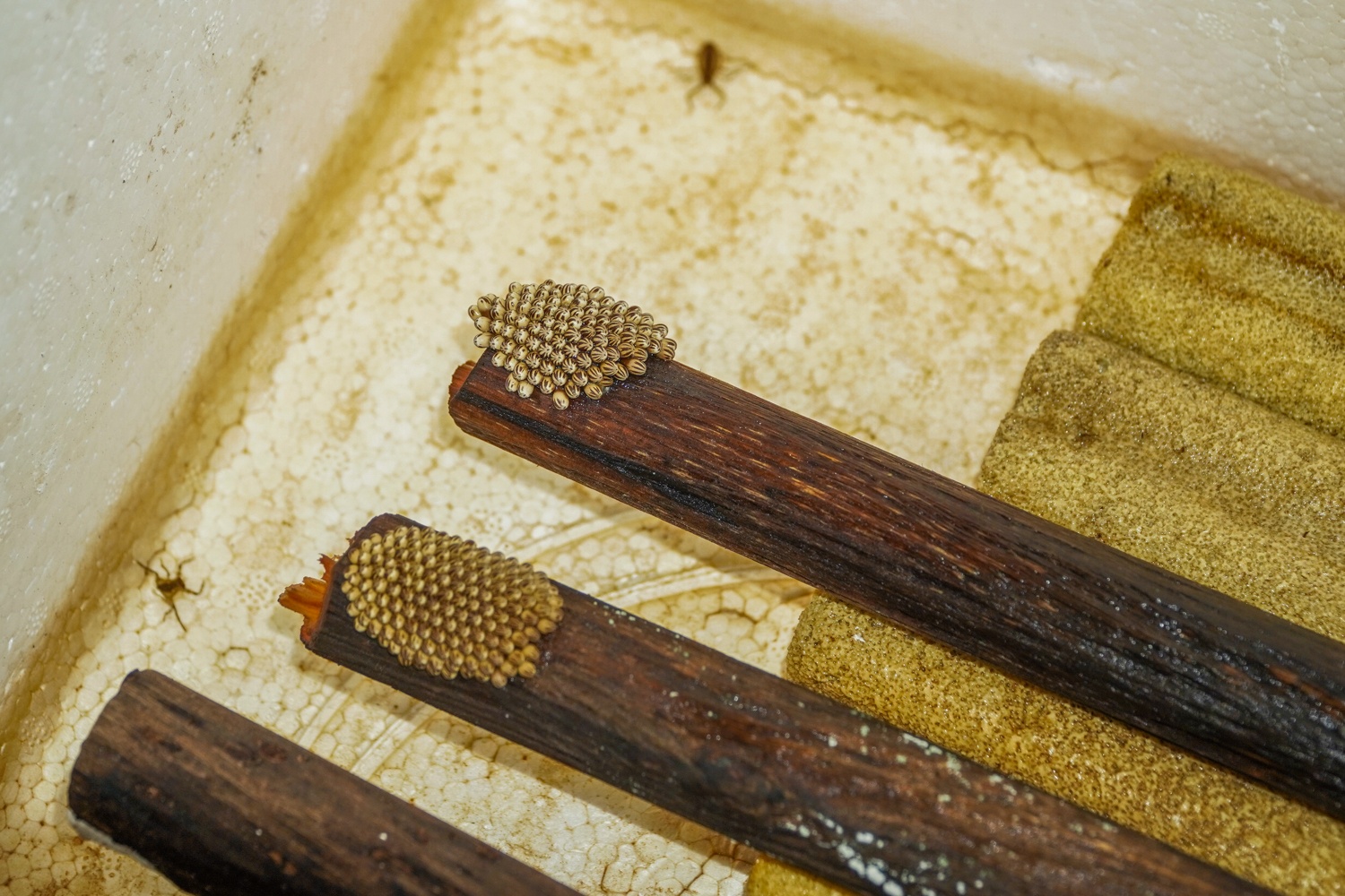 Kiem hang tram trieu nho nuoi ca cuong anh 6