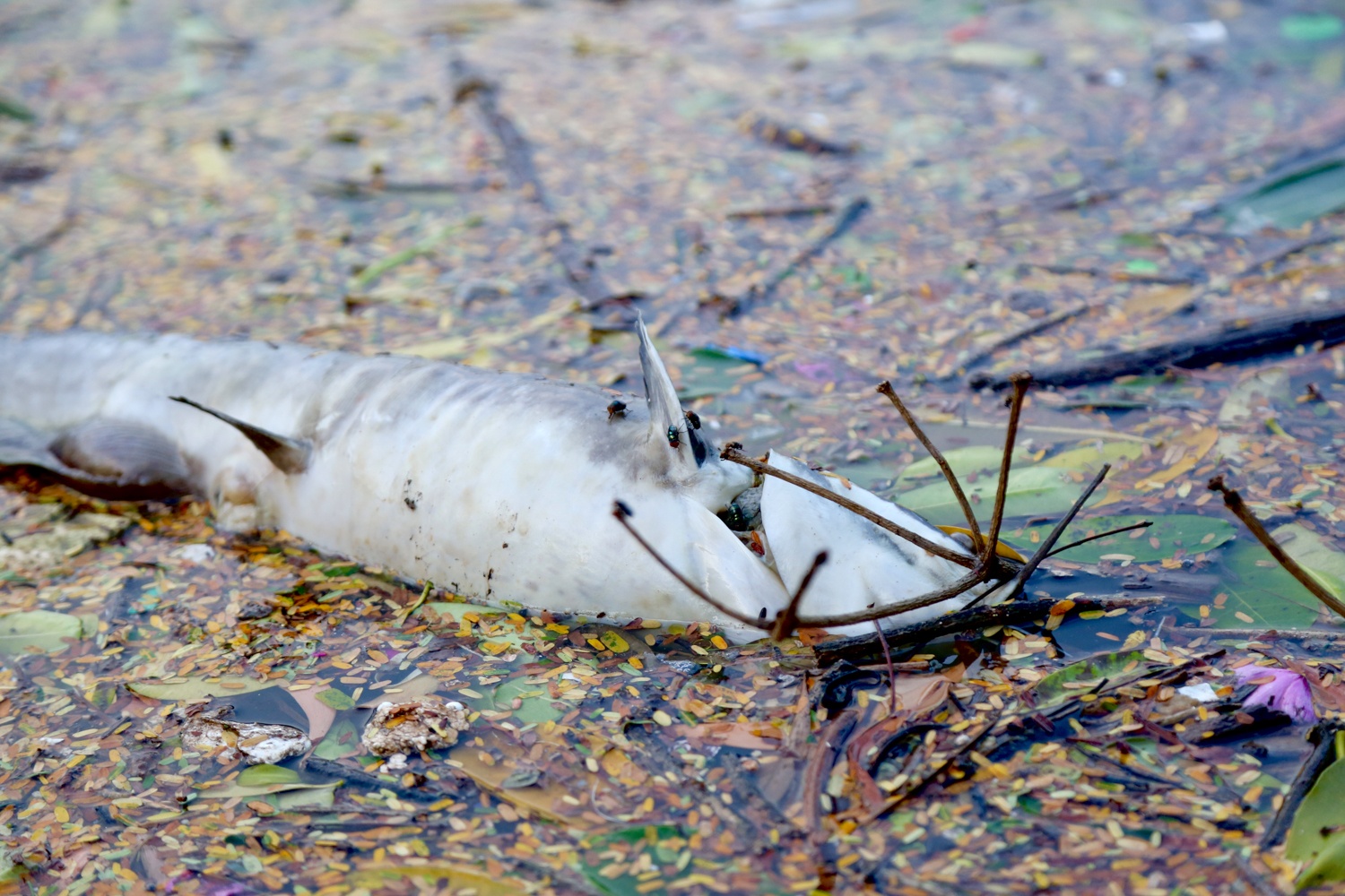 Cong vien Bac Linh Dam anh 10
