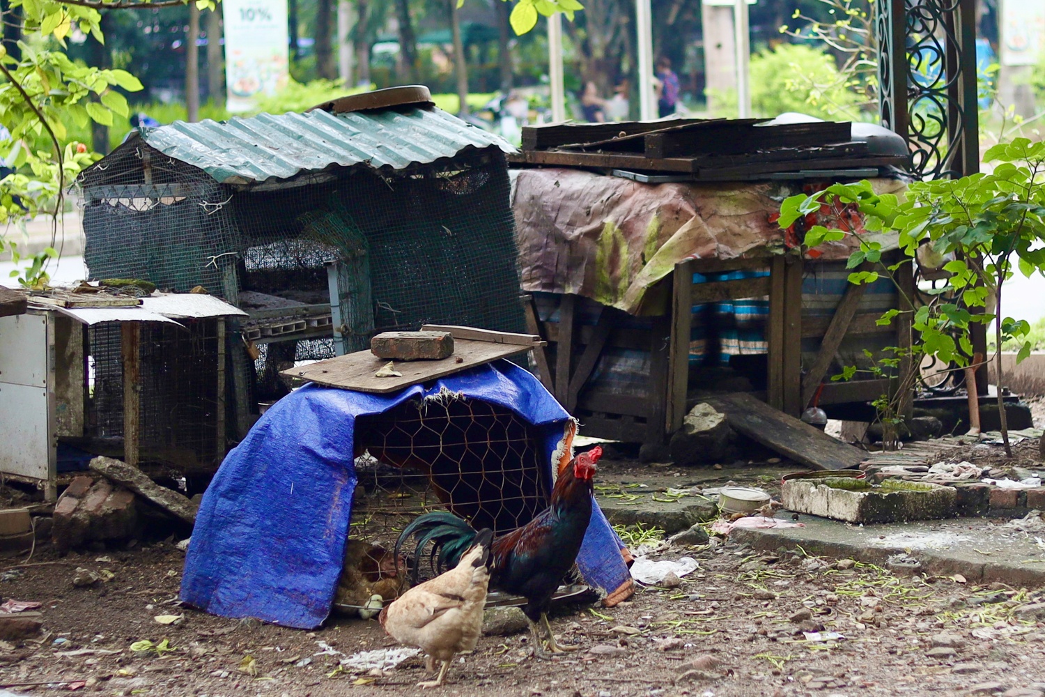 Cong vien bo hoang anh 20