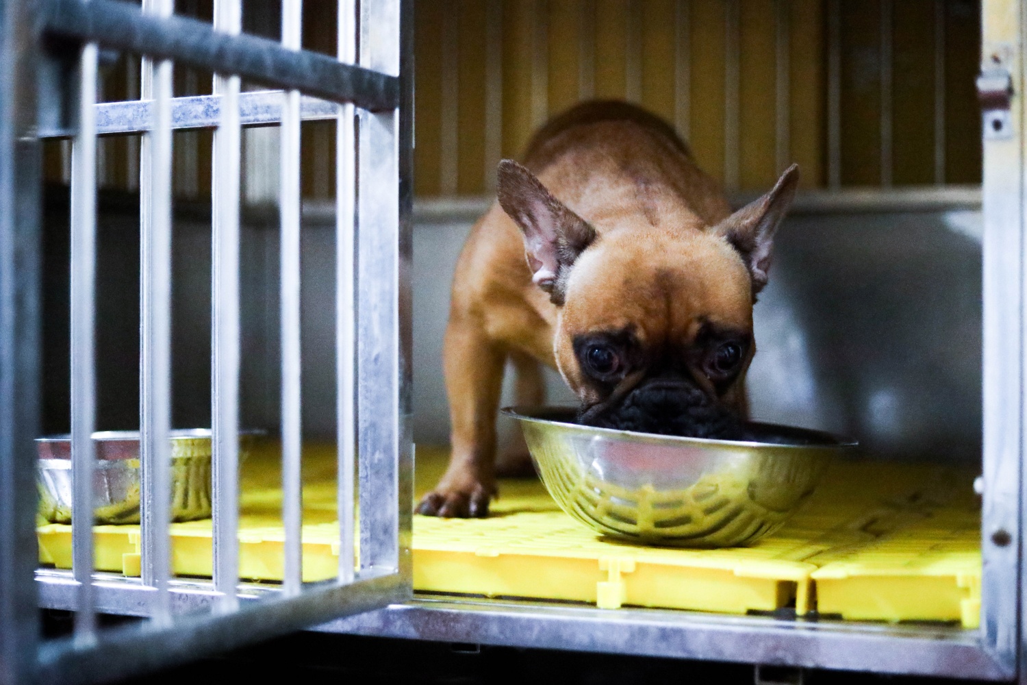 Cho Bull Phap anh 10