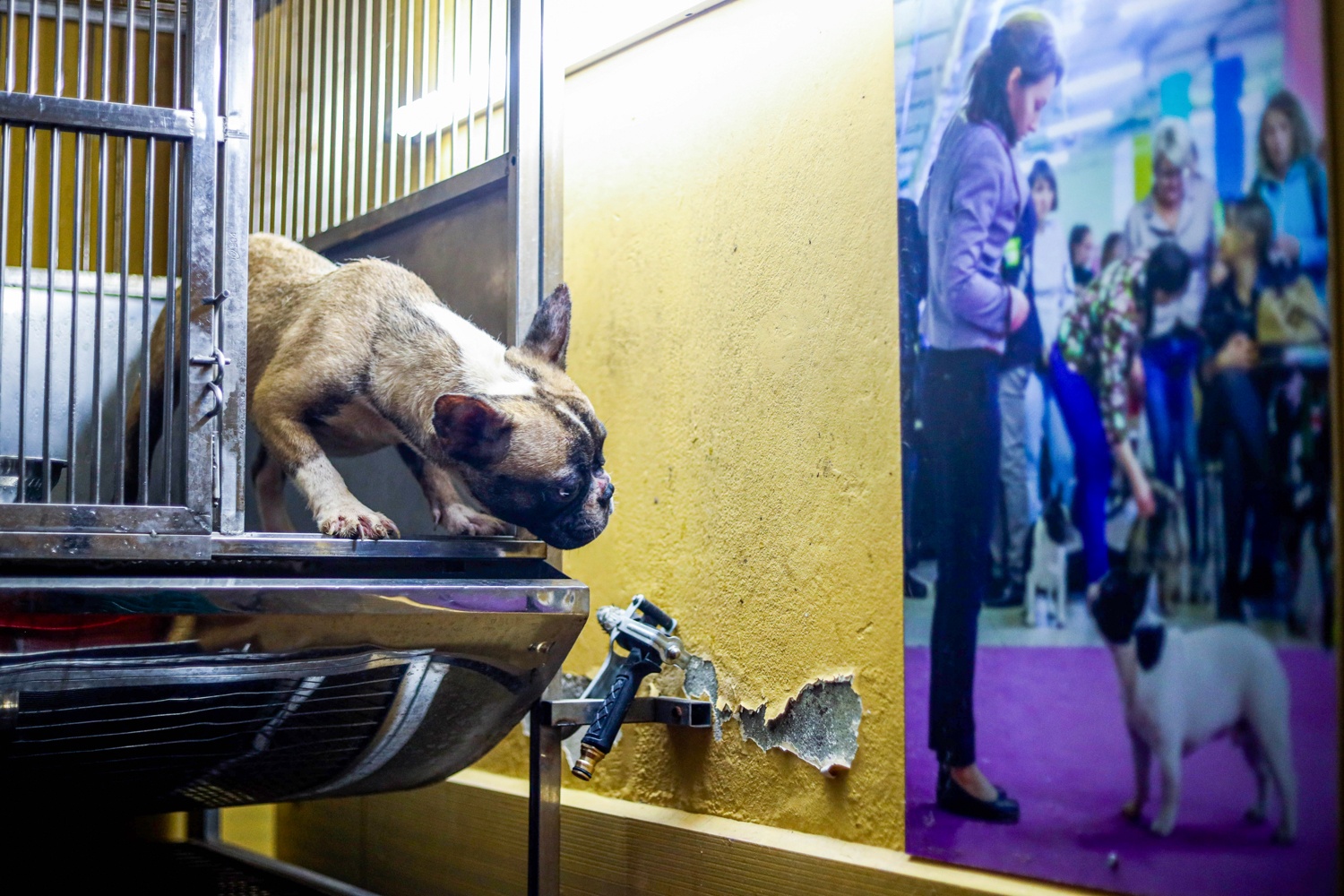 Cho Bull Phap anh 11