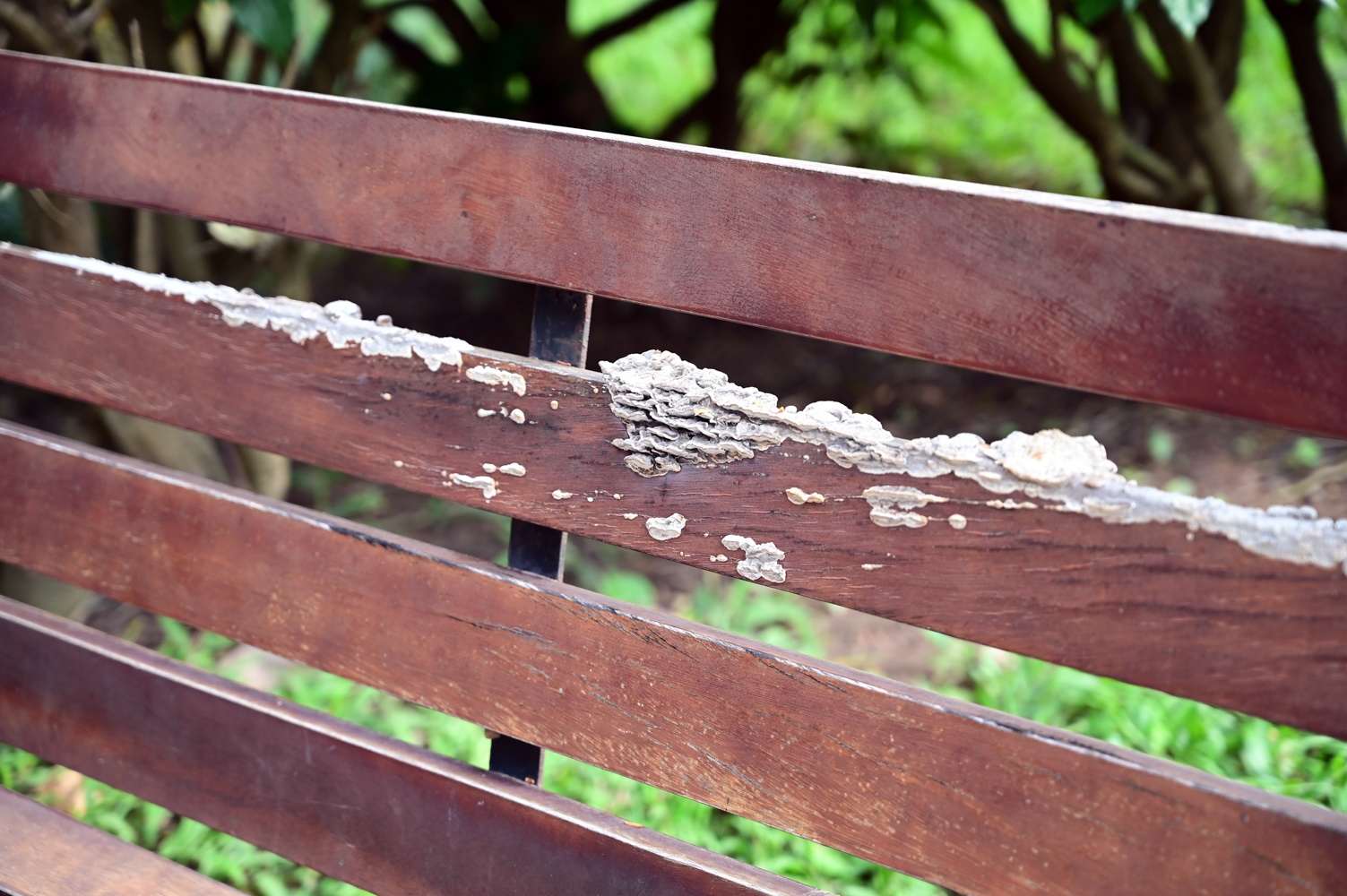 Cong vien xuong cap anh 5