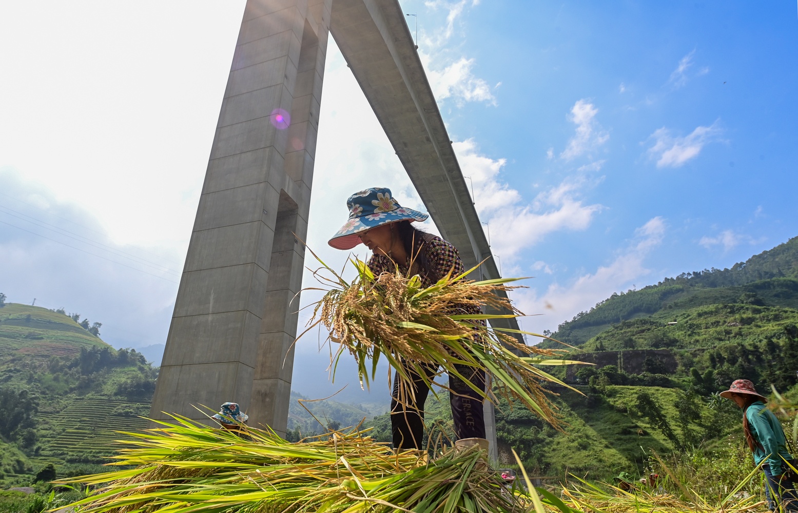 Cau can Mong Sen anh 14