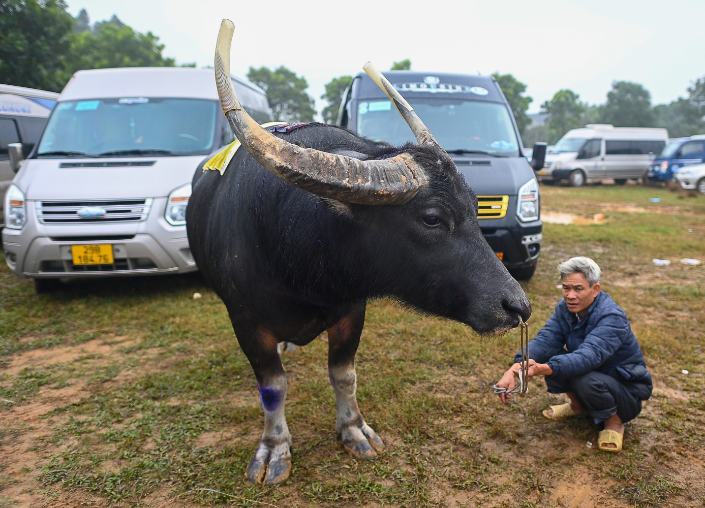 Le hoi choi trau anh 19