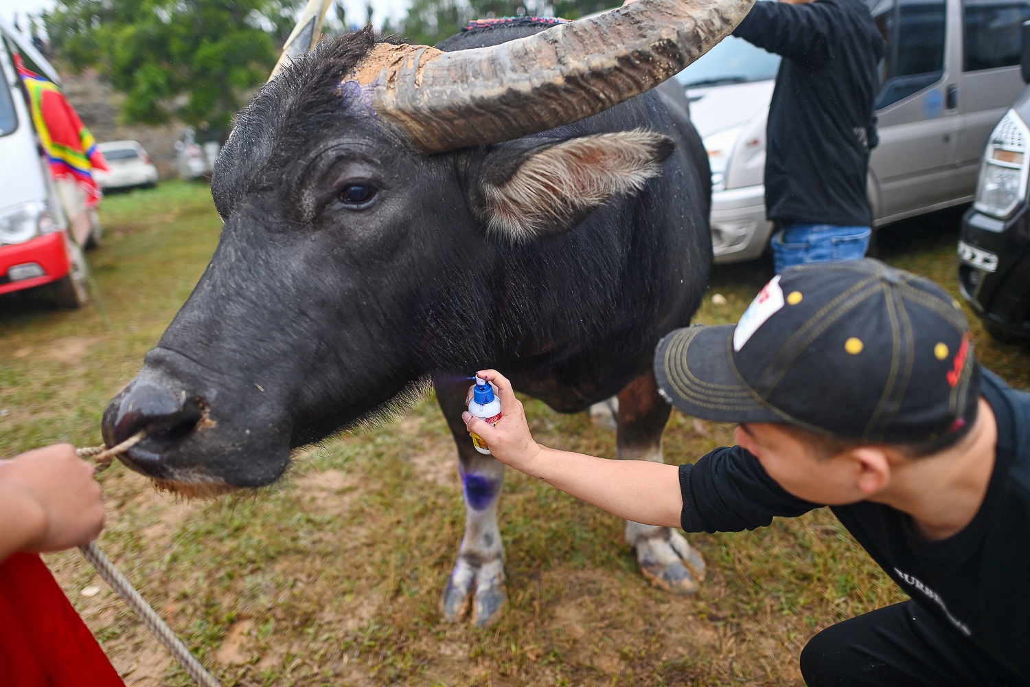 Le hoi choi trau anh 22