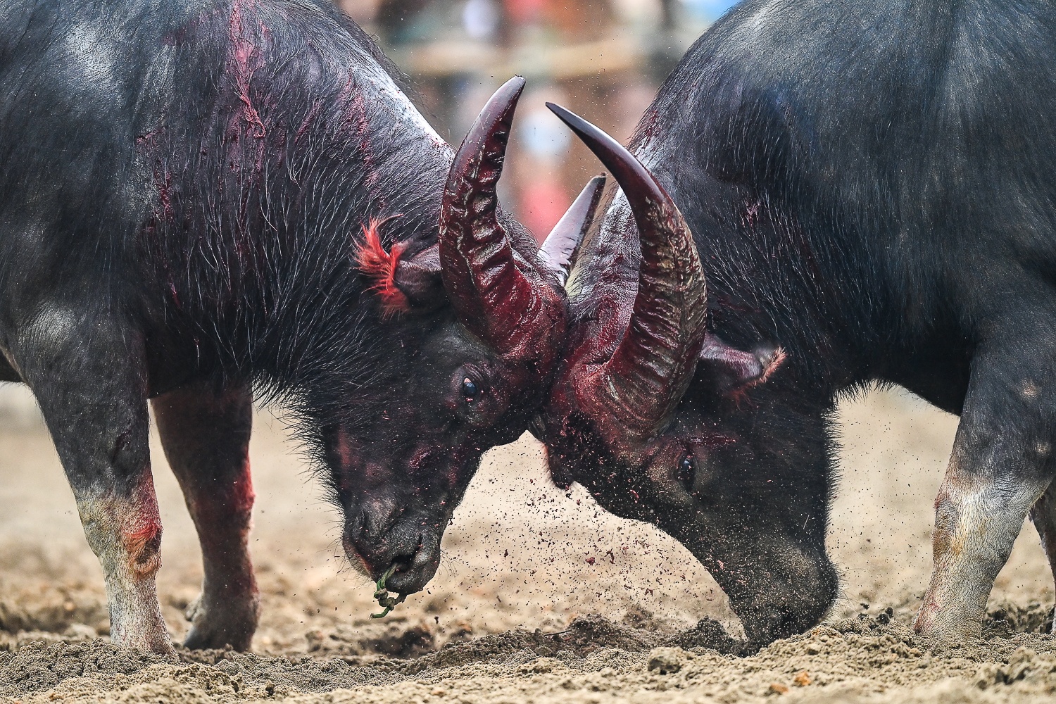 Vinh Phuc: 5 trieu dong/kg, thit trau choi Hai Luu van hut khach hinh anh