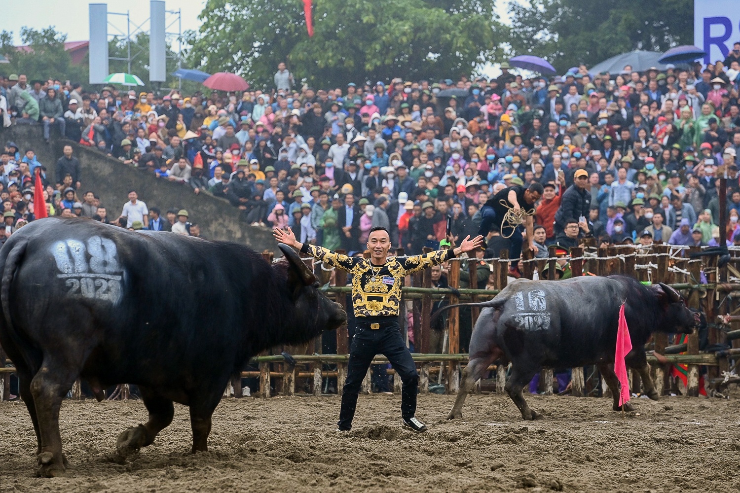 Le hoi choi trau anh 27