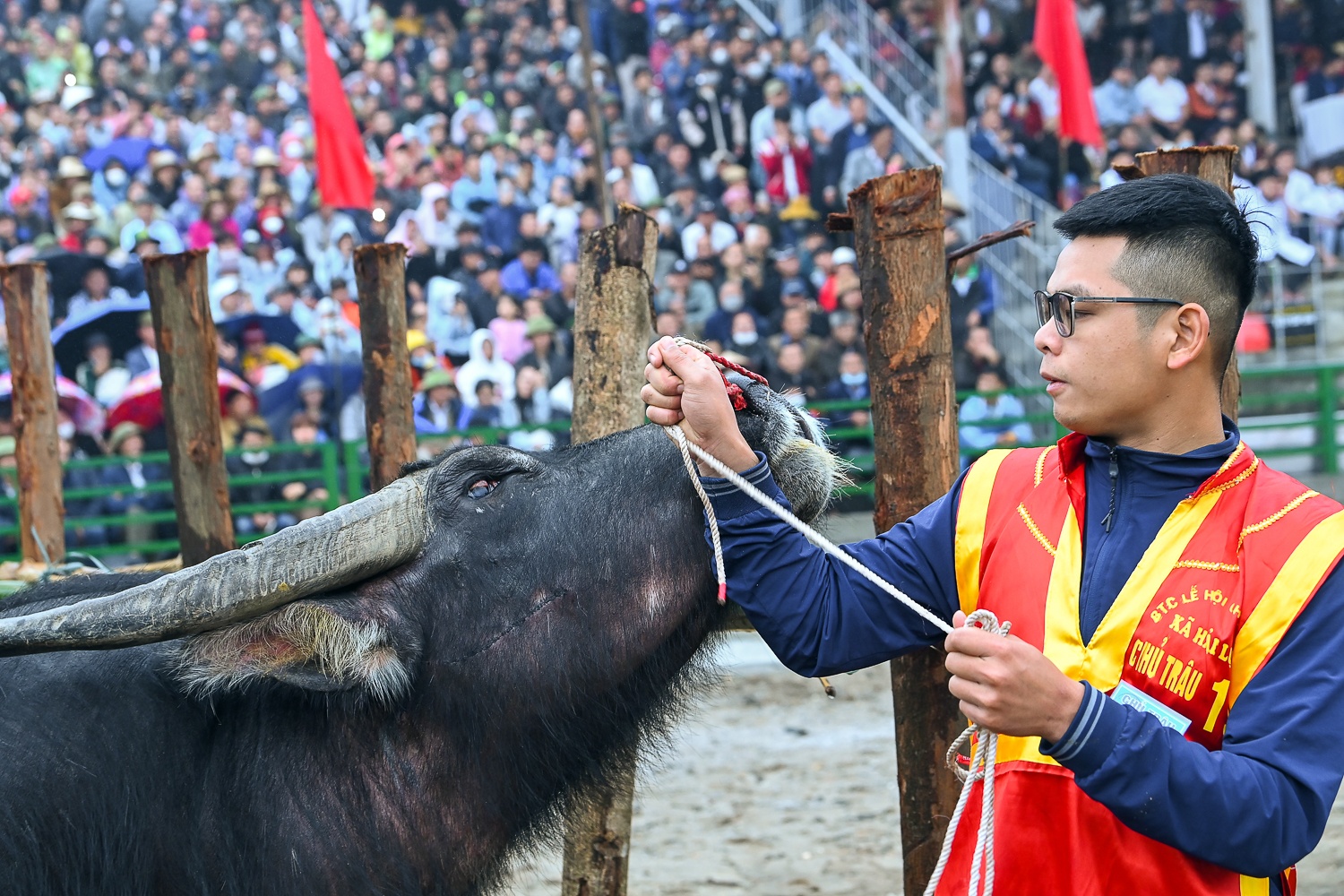 Le hoi choi trau anh 4