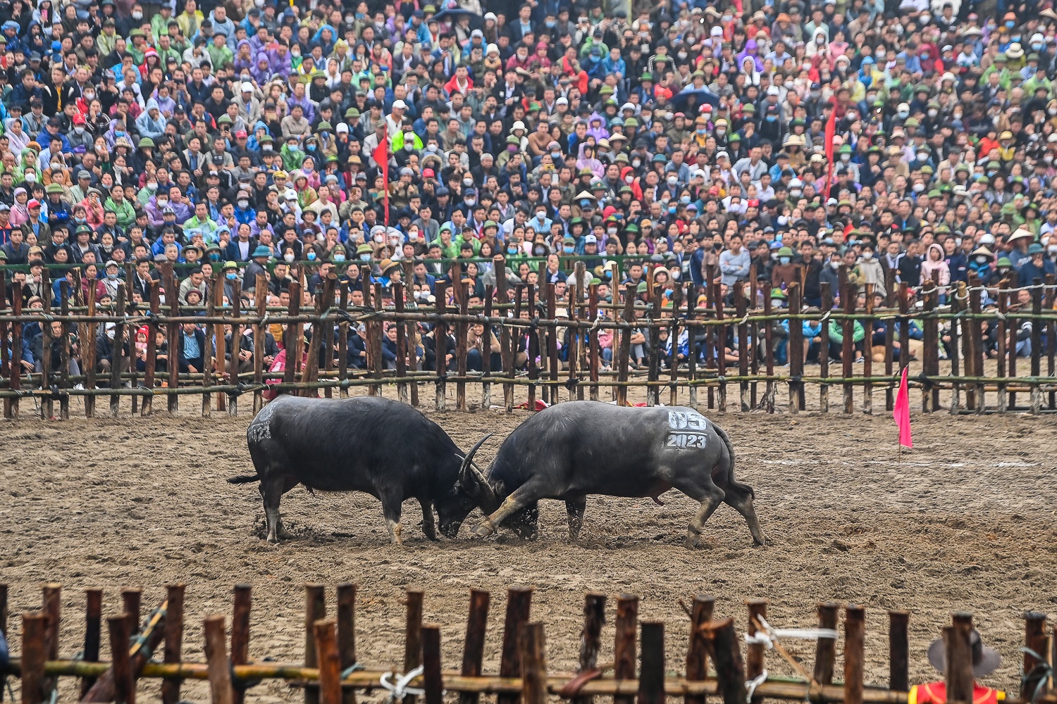 Le hoi choi trau anh 9