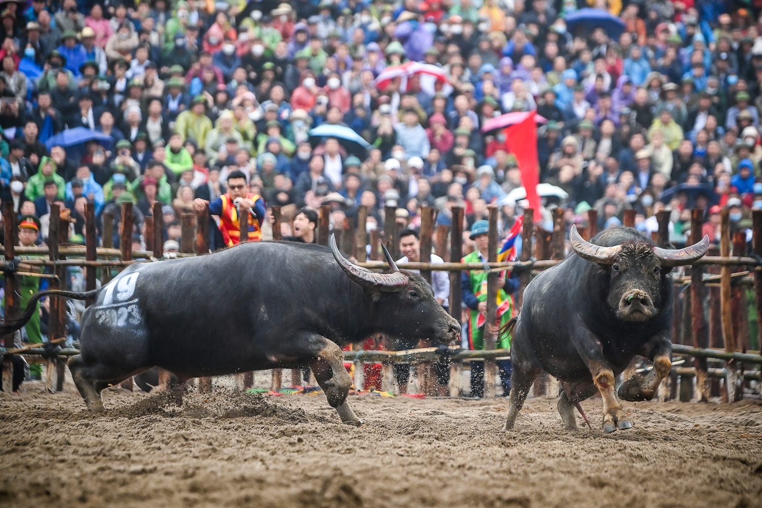 Le hoi choi trau anh 10