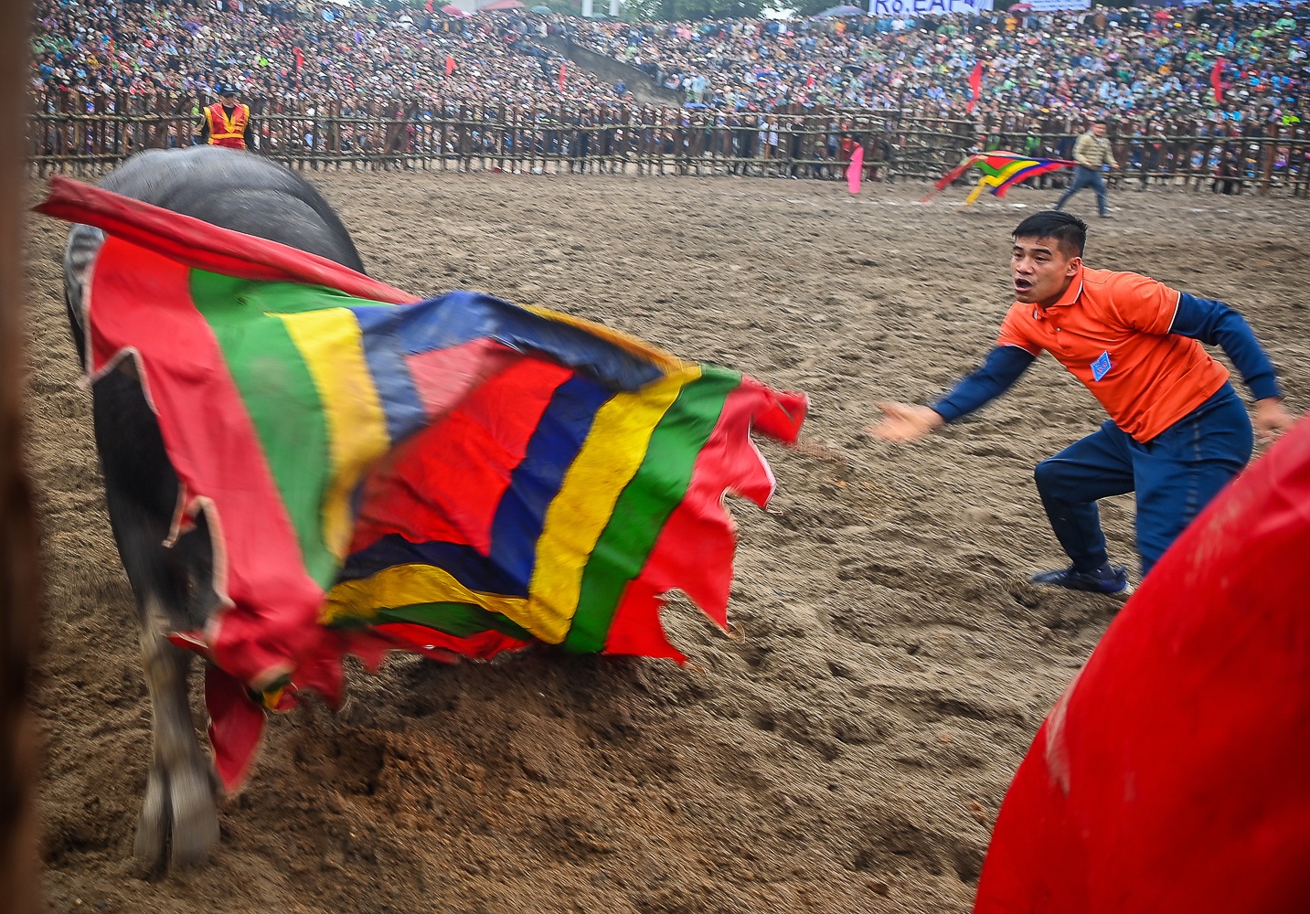 Le hoi choi trau anh 12