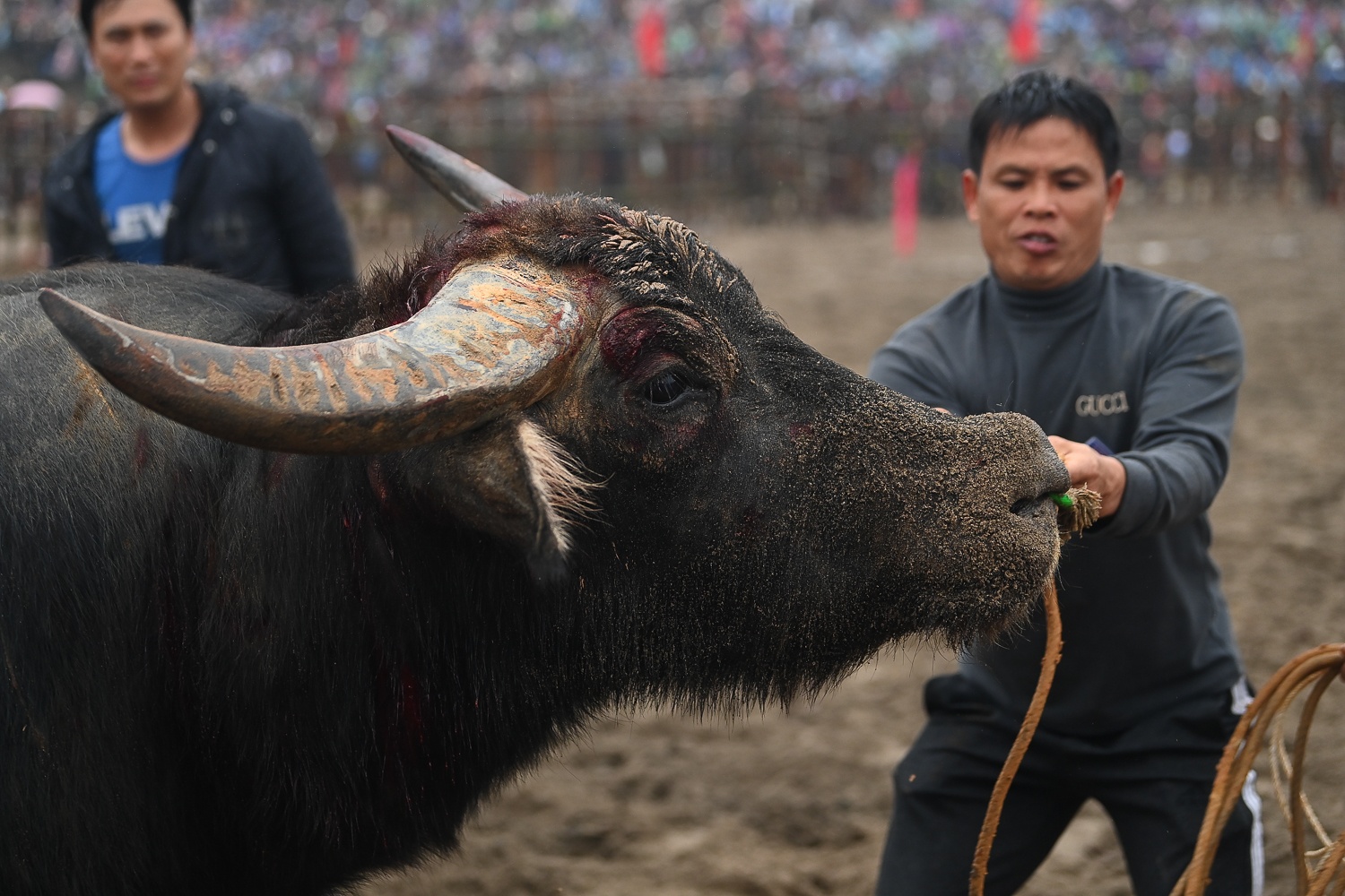 Le hoi choi trau anh 13