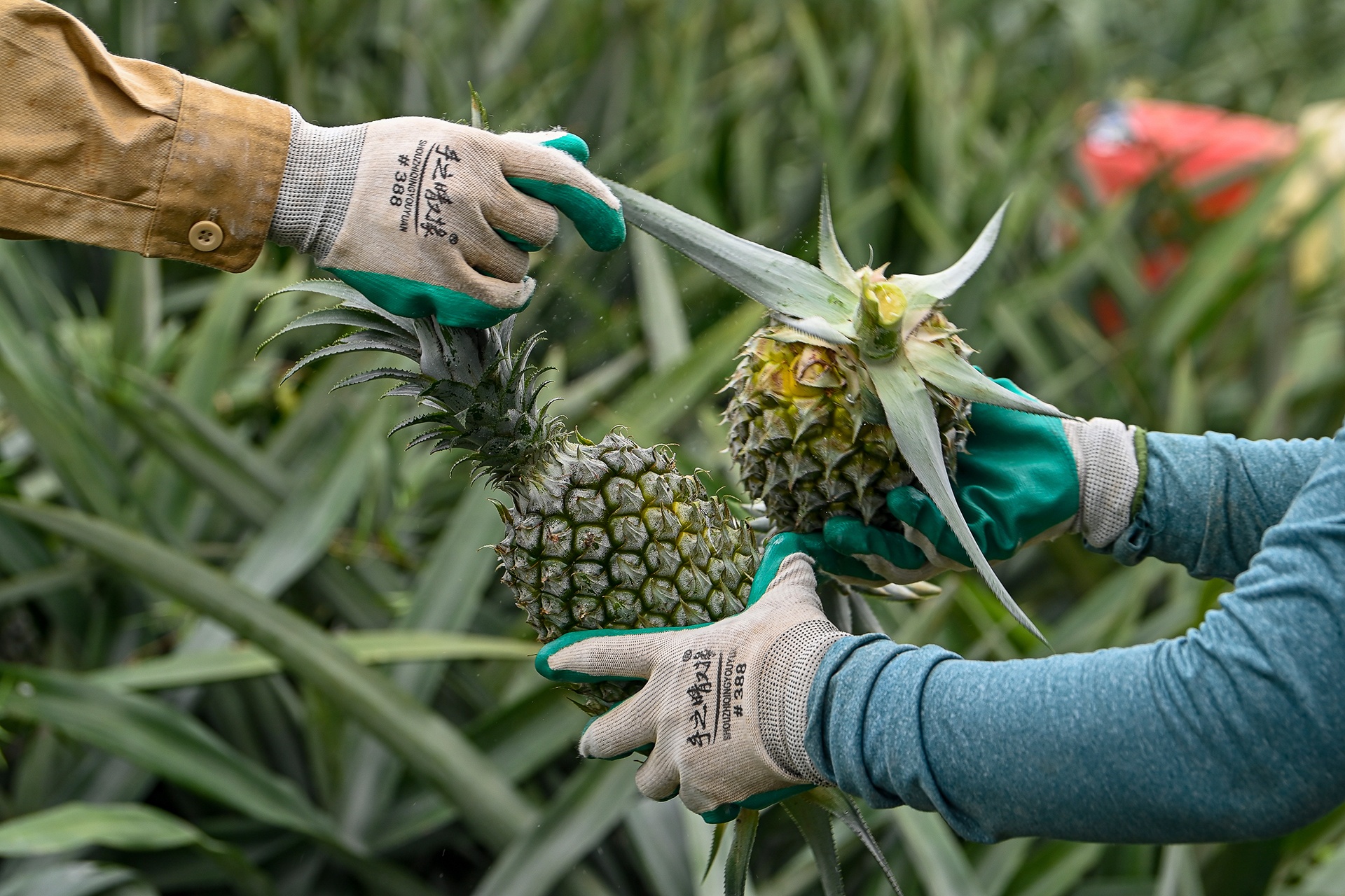 Cao toc 12.000 ty anh 8