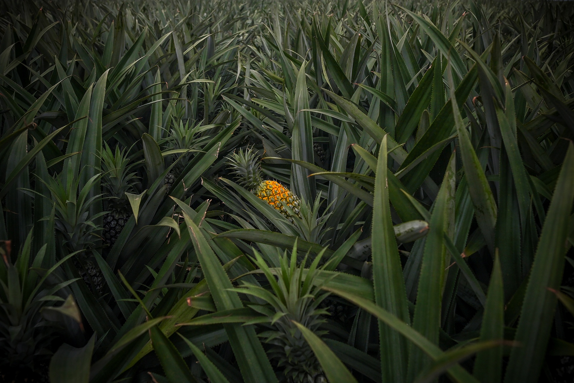 Cao toc 12.000 ty anh 9