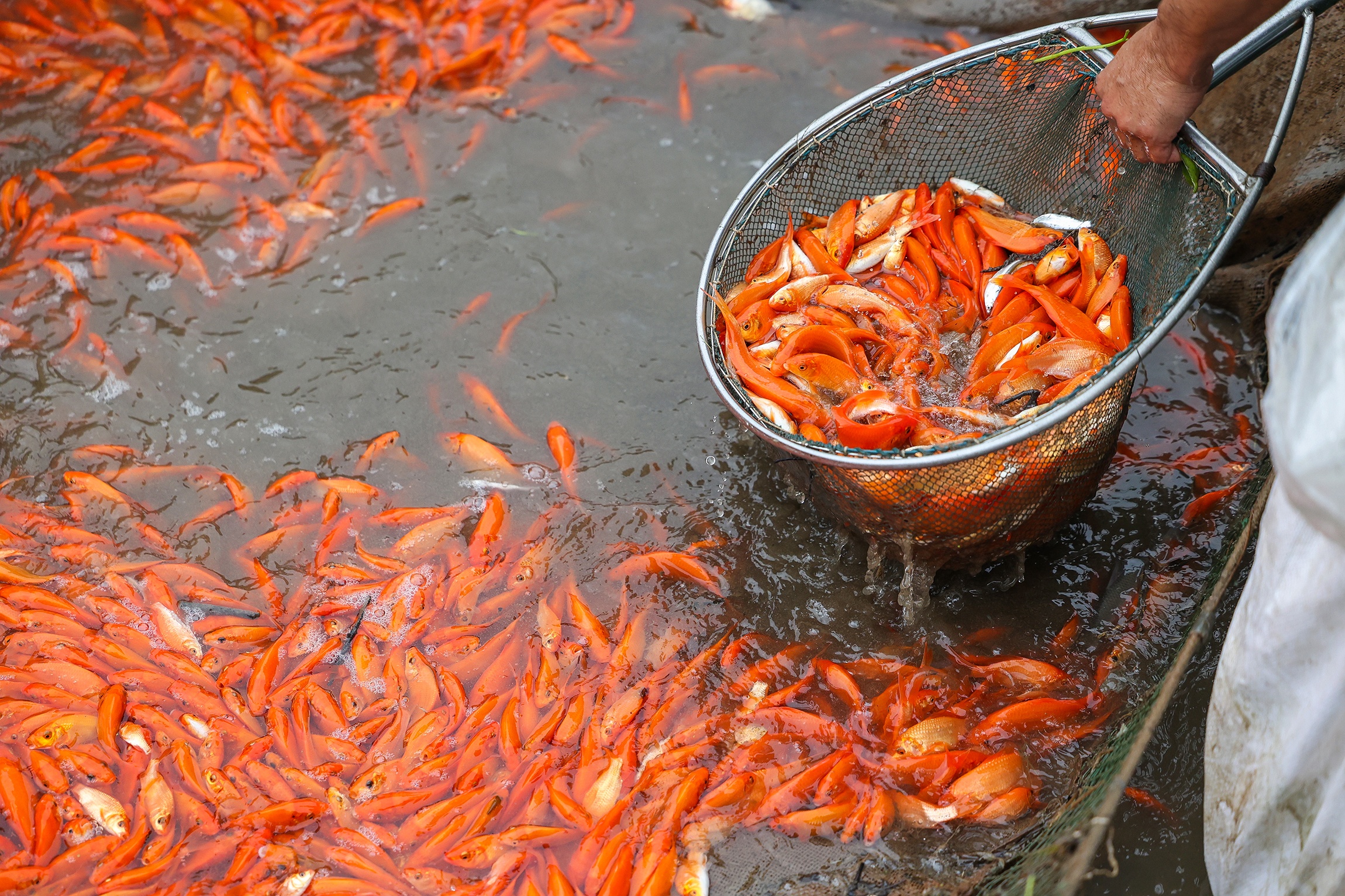 Ca chep cung Tao Quan anh 10