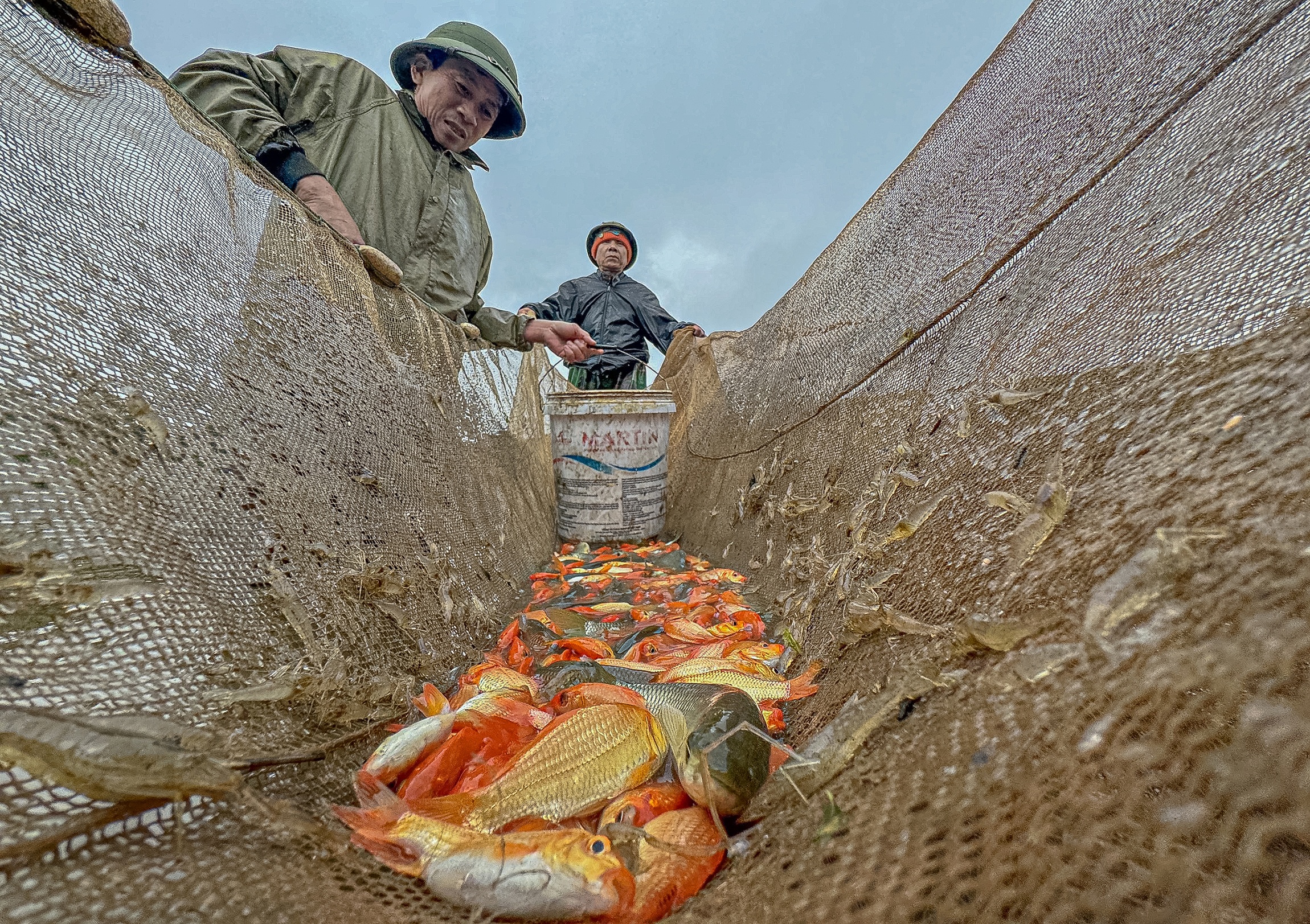Canh nhon nhip o 'thu phu' ca chep cung ong Cong ong Tao hinh anh
