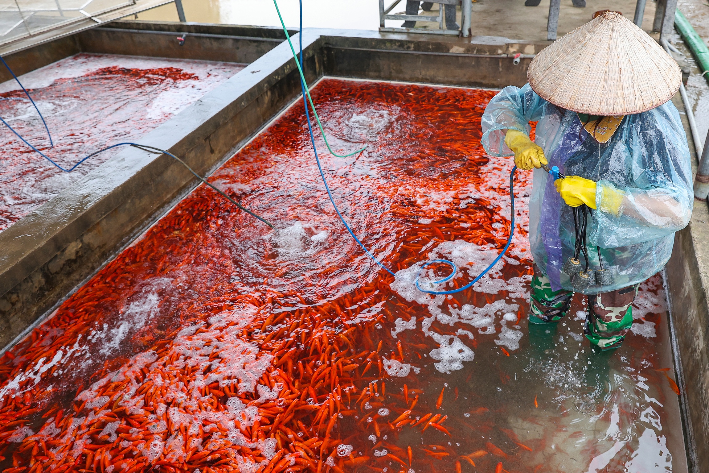 Ca chep cung Tao Quan anh 6