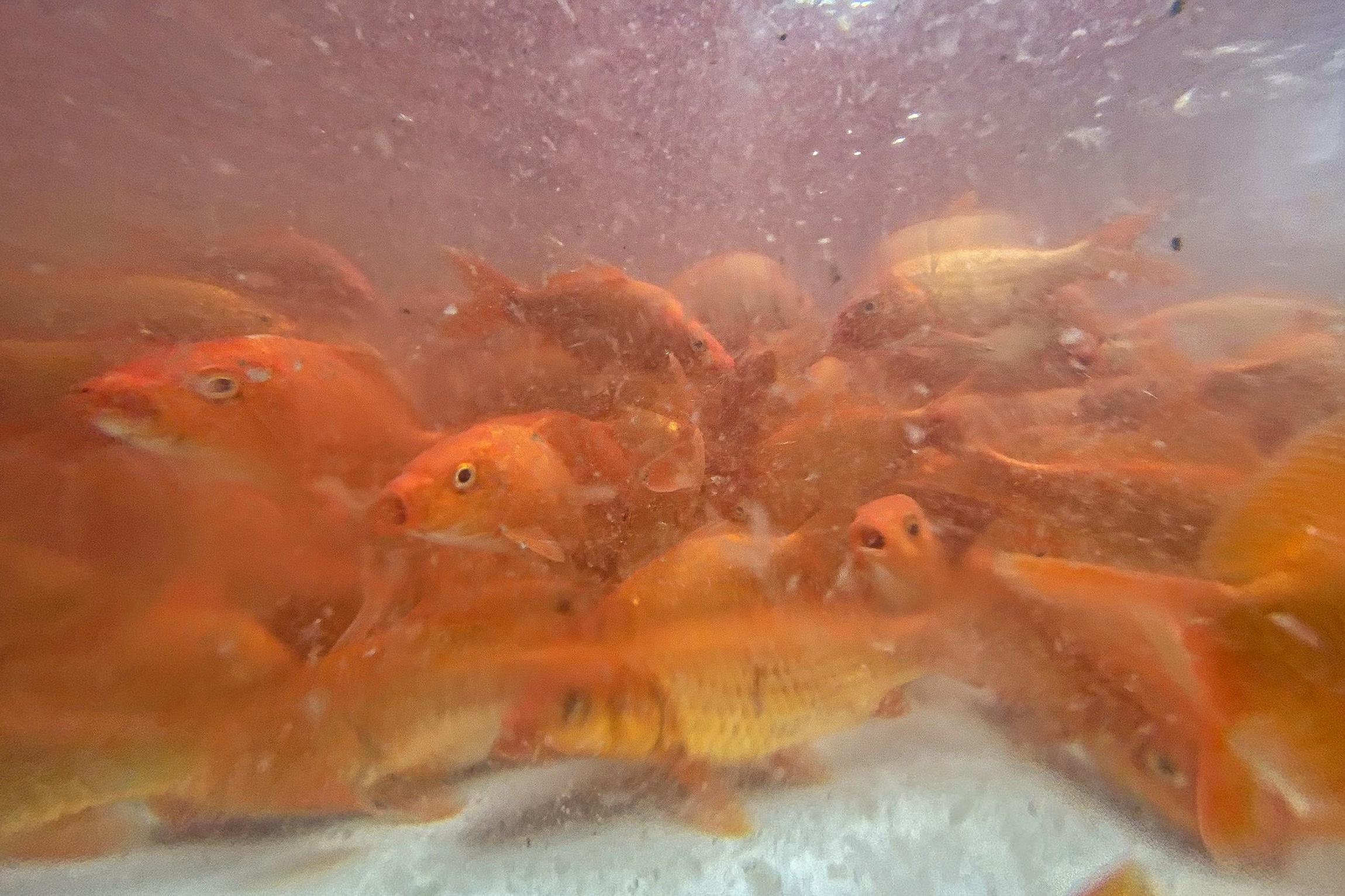 Ca chep cung Tao Quan anh 7