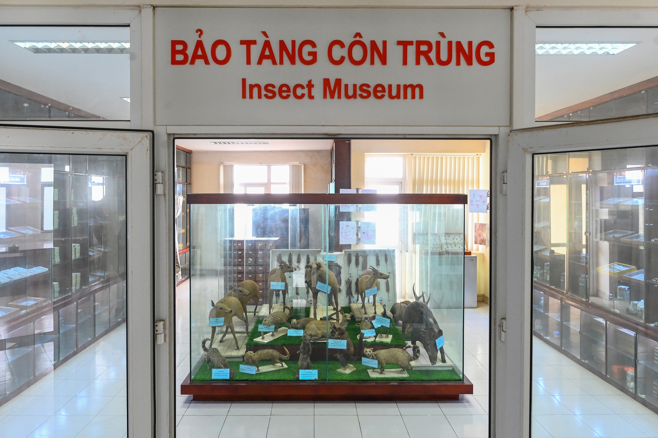 Bao tang ky sinh trung anh 16