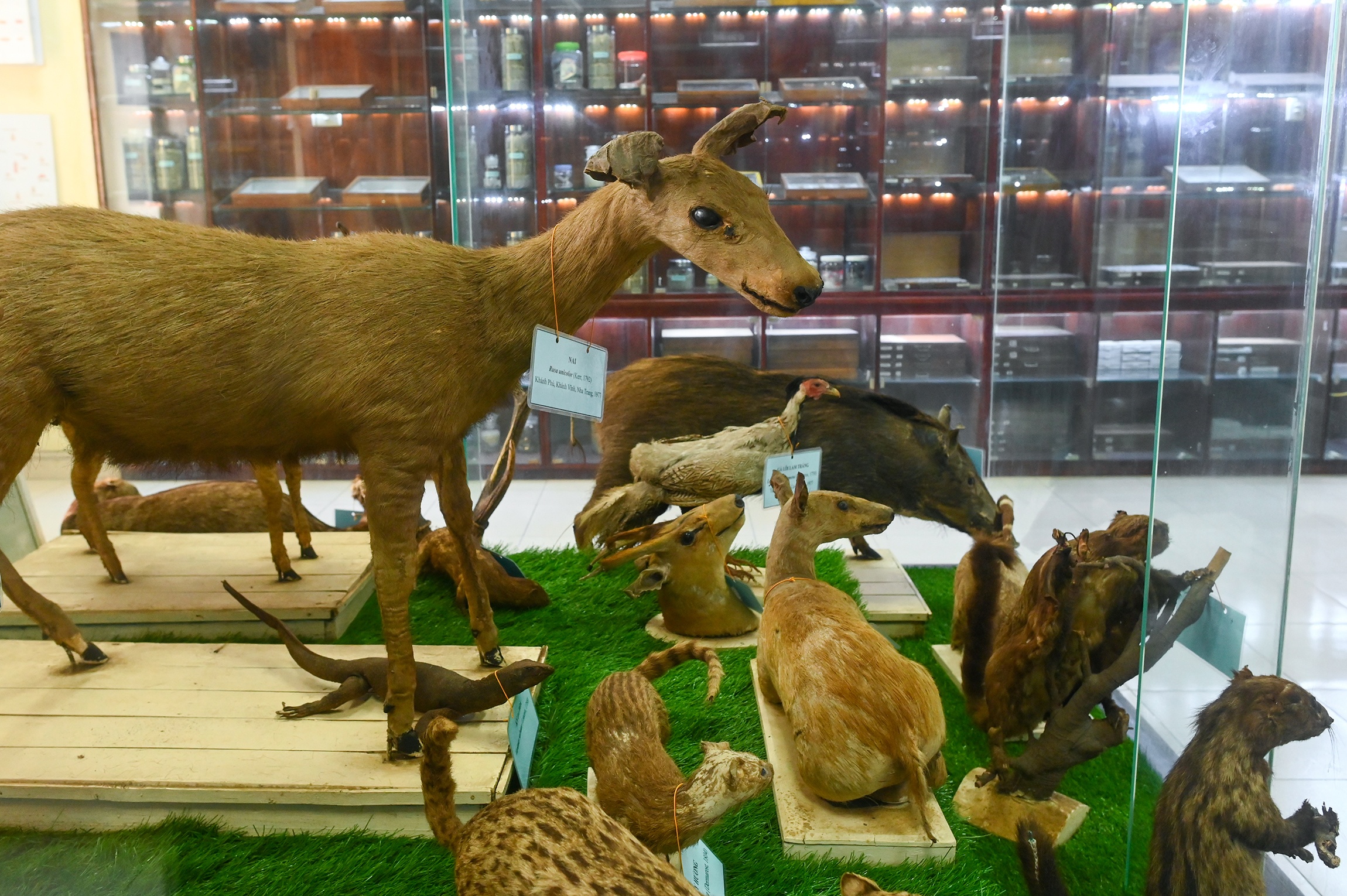 Bao tang ky sinh trung anh 17