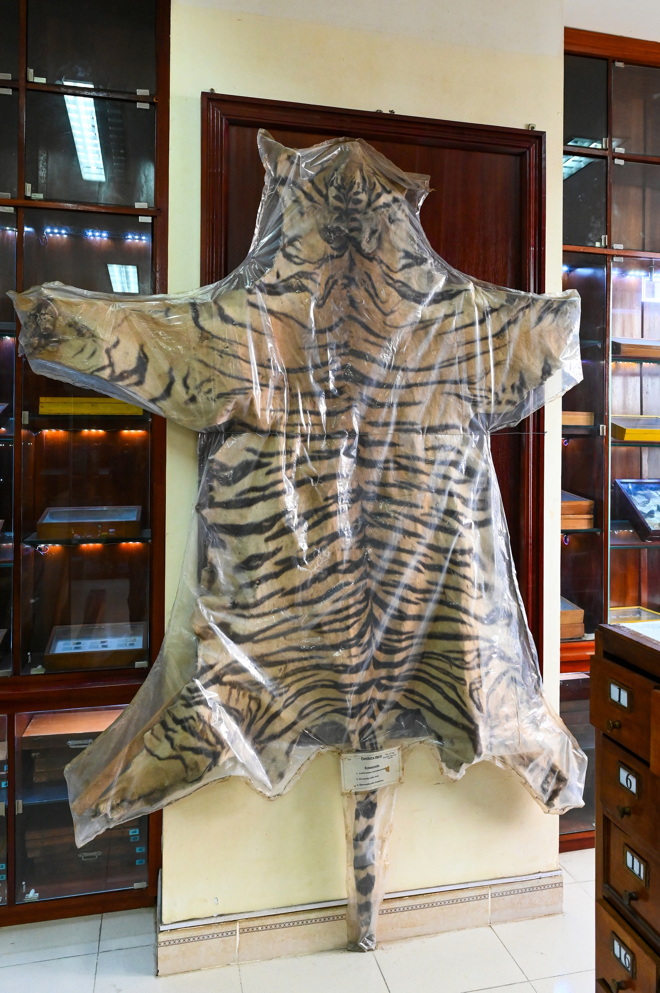 Bao tang ky sinh trung anh 20