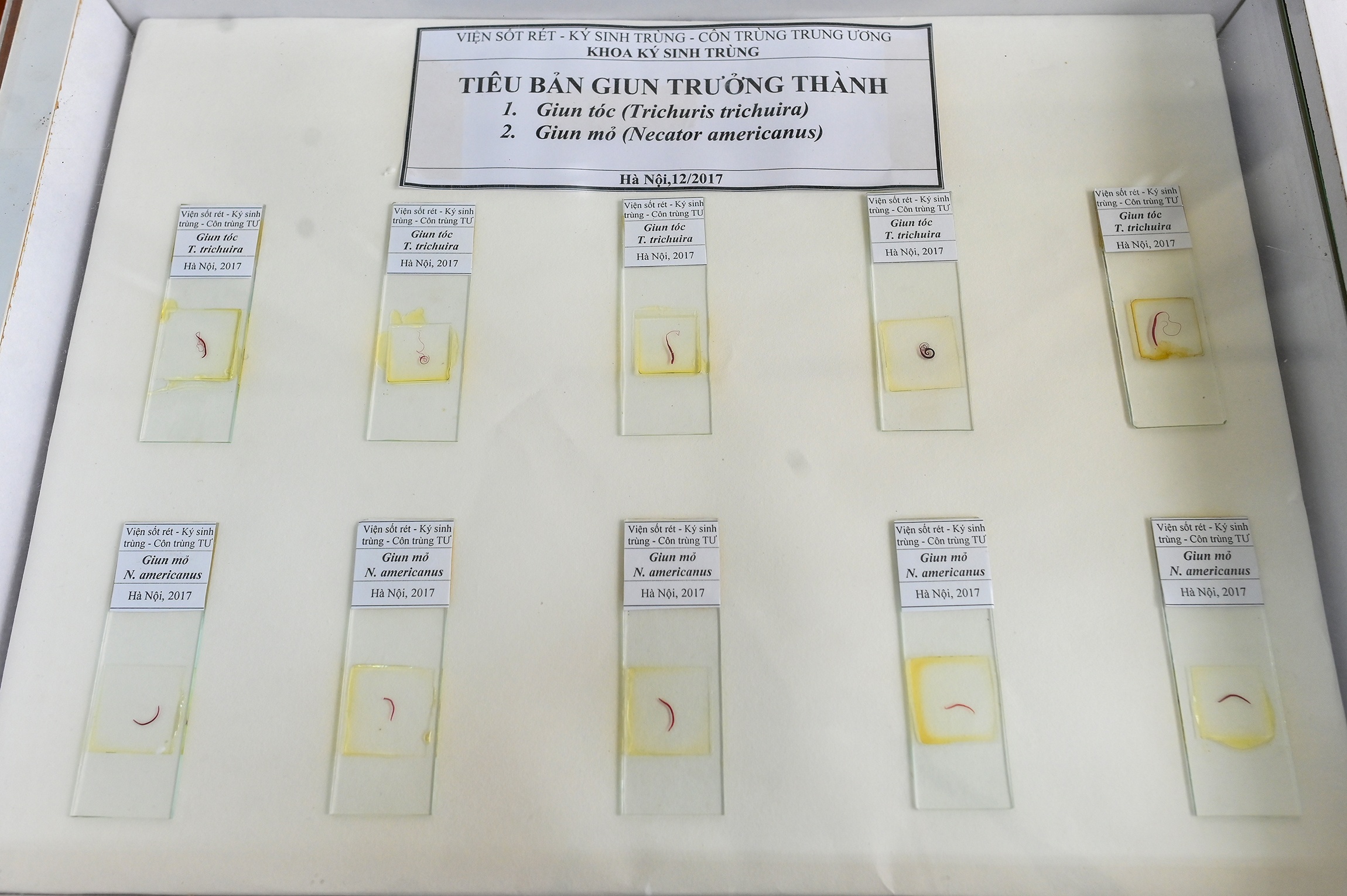 Bao tang ky sinh trung anh 3