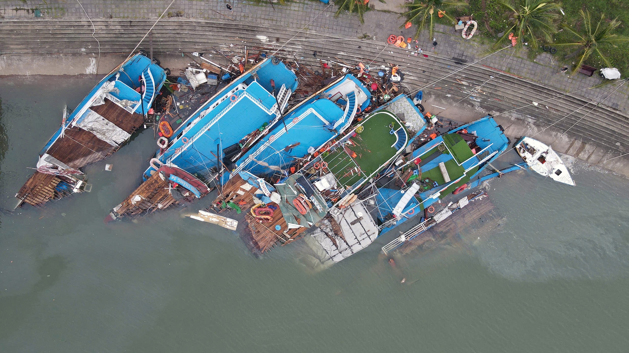 Chim tau Ha Long anh 1