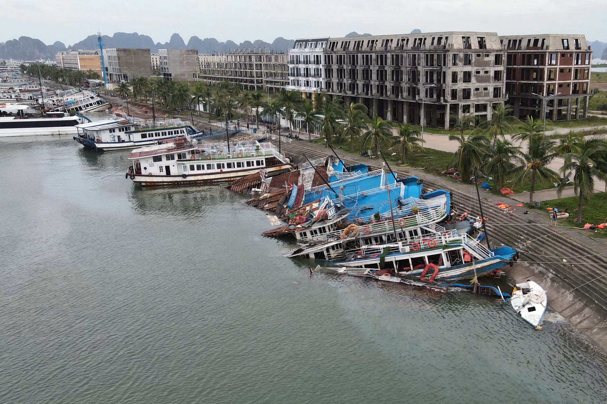 Chim tau Ha Long anh 2