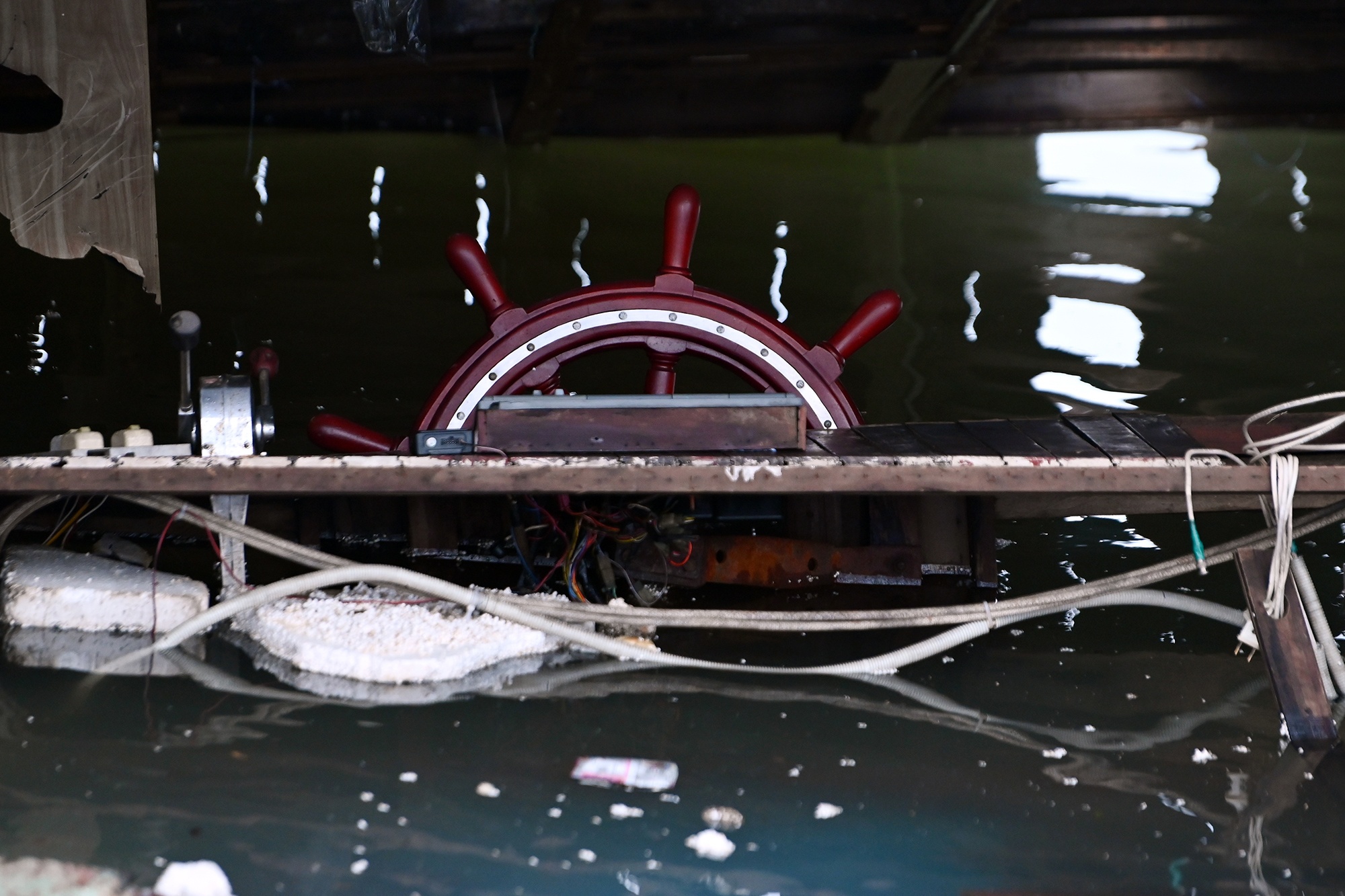 Chim tau Ha Long anh 6