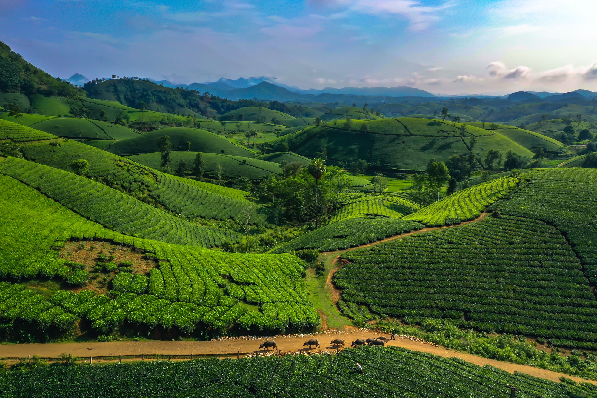 Canh binh minh dat gia tai doi che dang 'hot' nhat Phu Tho hinh anh