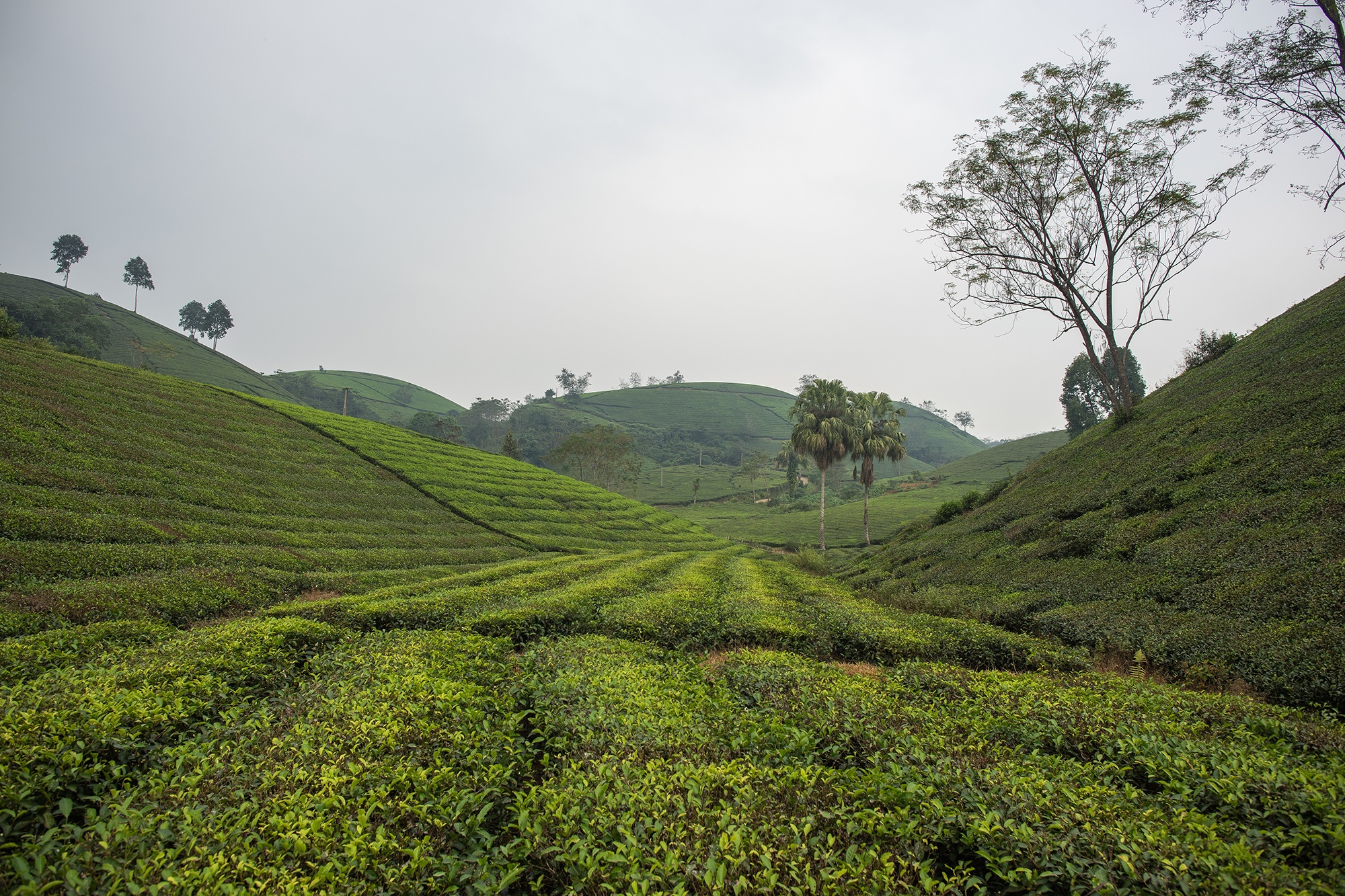 صورة فو ثو 5 Phu Tho anh 5