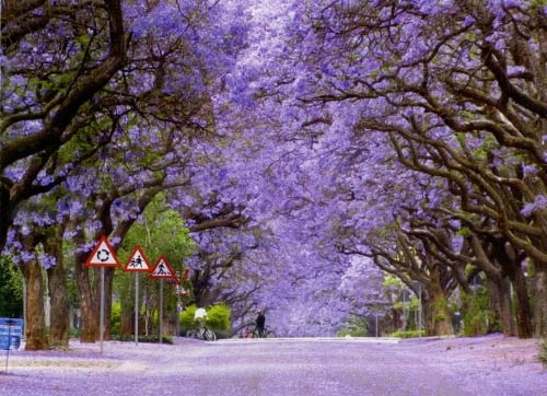 Den Nam Phi ngam mua phuong tim hinh anh