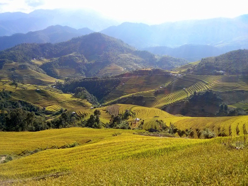 Mu Cang Chai ruc ro mua lua chin hinh anh