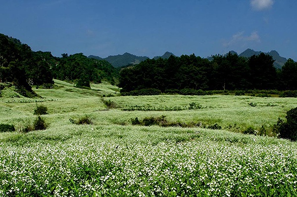Thang 11 di dau ngam hoa no hinh anh