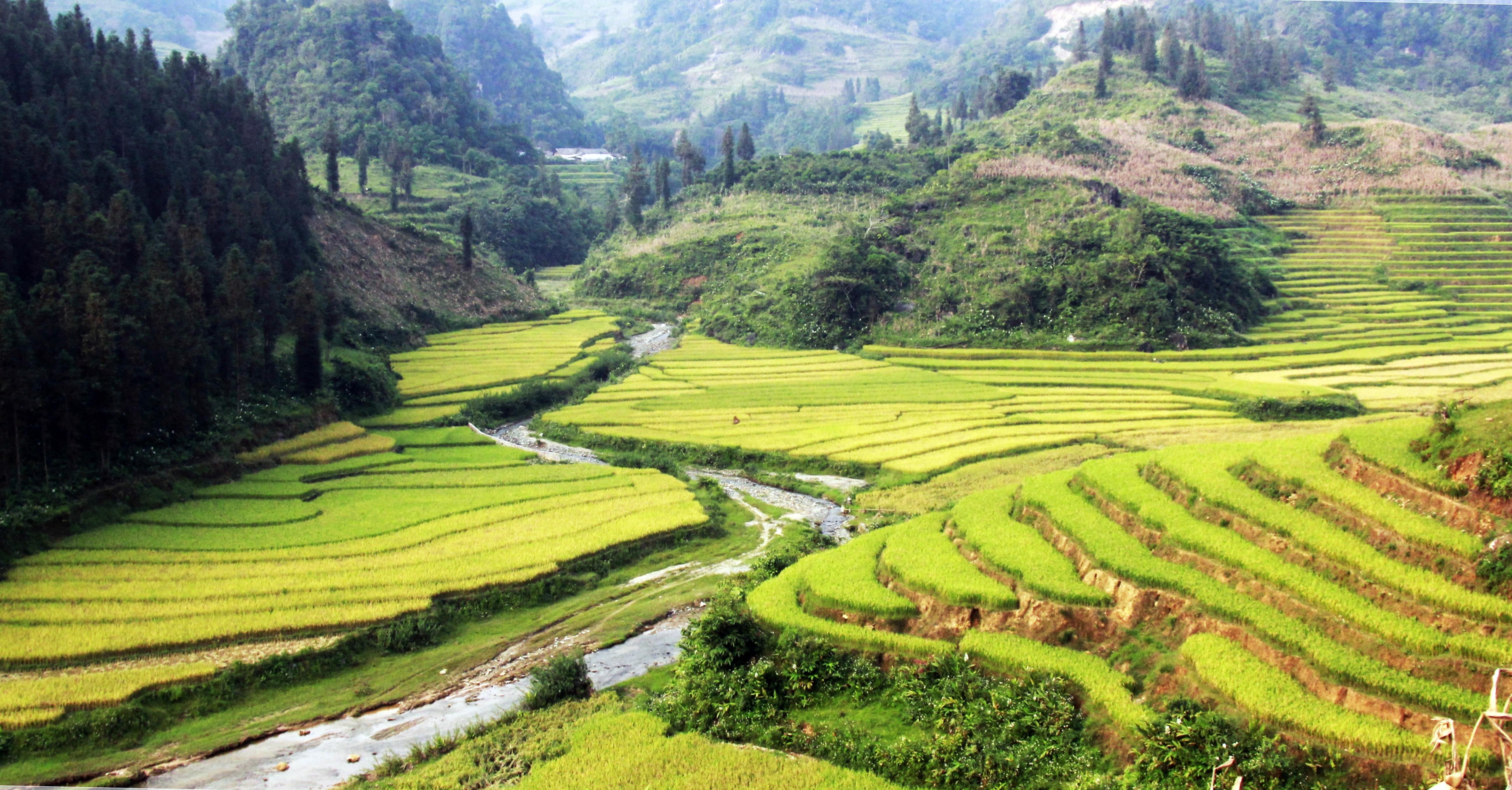 Ngut ngan nhu mua vang Tay Bac hinh anh