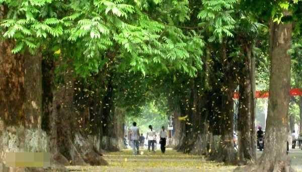 Nhung con duong tinh yeu lang man nhat Ha Noi hinh anh